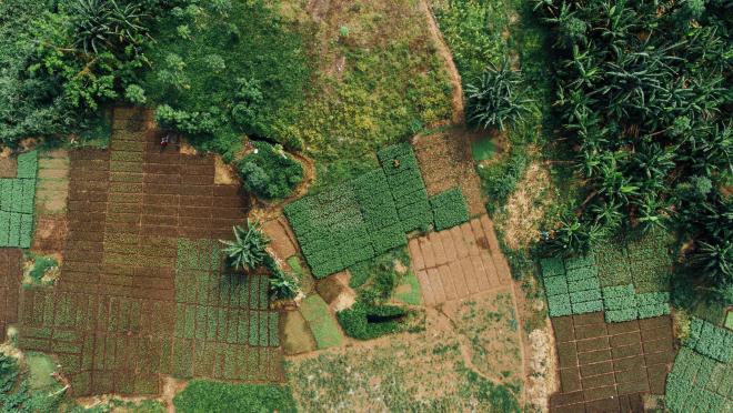 Fields in Uganda