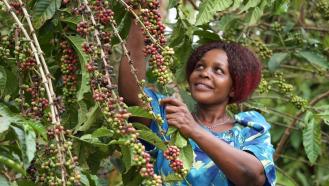 Coffee farmer