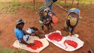 Equator Kenya chilies harvesting in Kenya